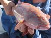 trout closeup